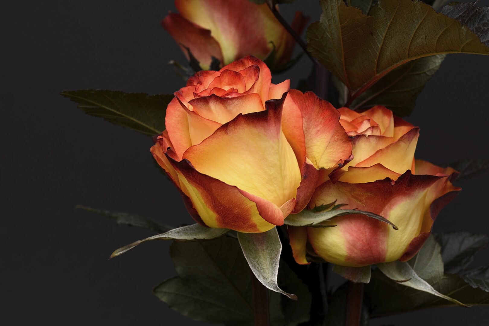 A close up of some roses on a black background